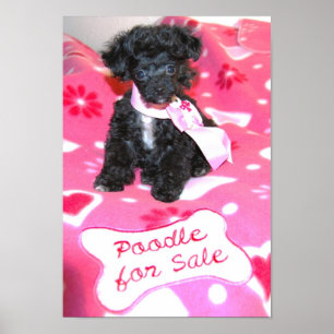 Póster Poster en venta de cachorro de juguete negro