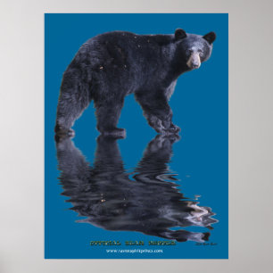 PÓSTER POSTER ENORME DEL OSO OFICIAL