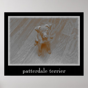 Póster Poster envejecido Terrier de la fotografía de