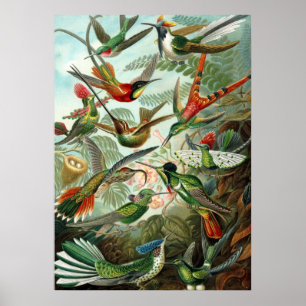 Póster Poster Ernst Haeckel Trochilidae Hummingbird