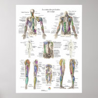 Poster español de anatomía muscular profunda human