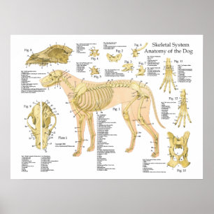 Póster Poster esquelético 18" de la anatomía del perro X
