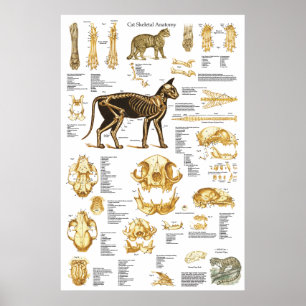 Póster Poster esquelético 24 x 36 de la anatomía del