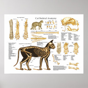 Póster Poster esquelético felino de la anatomía del gato