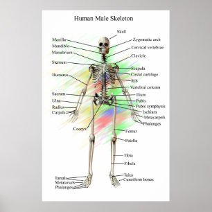 Póster Poster esquelético masculino humano