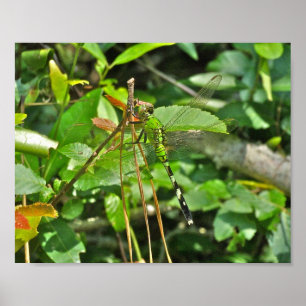 Póster Poster Este de Pondhawk Dragonfly