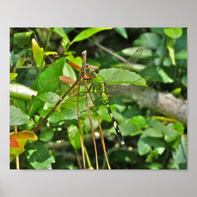 Póster Poster Este de Pondhawk Dragonfly (Frente)