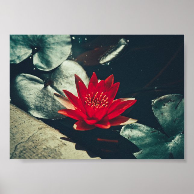 Póster Poster estilizado de plantas de flores de Lily Red (Frente)