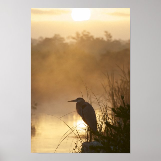 Póster Poster Everglades Great Blue Heron (Frente)
