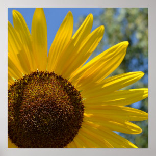 Póster Poster expreso del girasol del amor