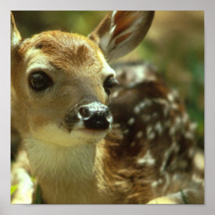 Póster Poster Fawn