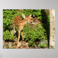 Poster Fawn