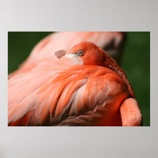 Póster Poster Flamingo (Frente)