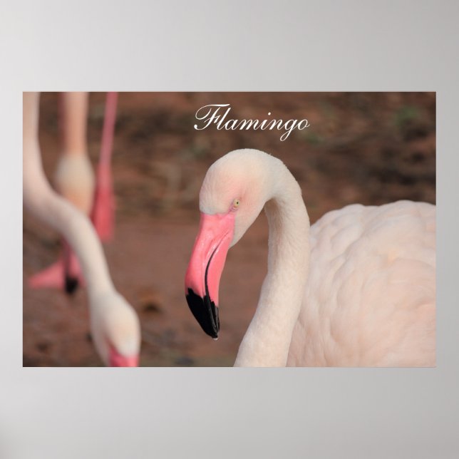 Póster Poster Flamingo (Frente)
