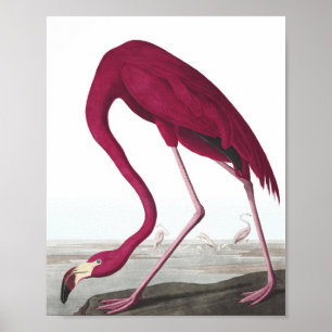 Póster Poster Flamingo Vintage