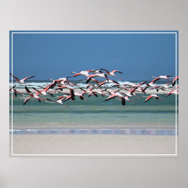 Póster Poster-Flamingos (Frente)