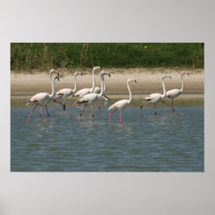 Póster Poster Flamingos