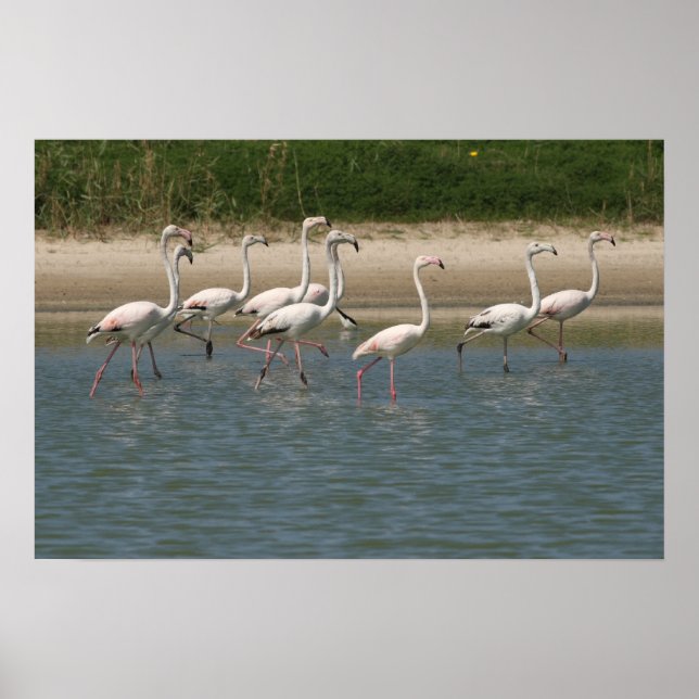 Póster Poster Flamingos (Frente)