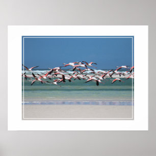 Póster Poster-Flamingos