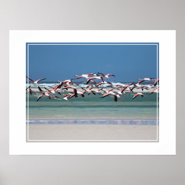 Póster Poster-Flamingos (Frente)