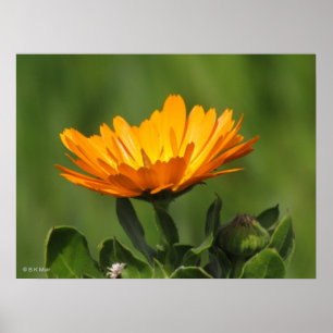 Póster Poster - Flor calendual