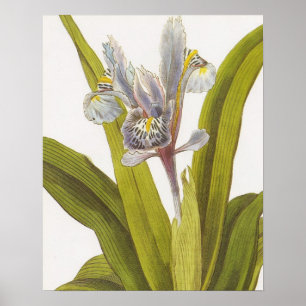 Póster Poster floral botánico del vintage; Iris