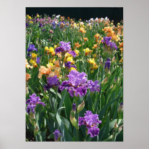 Póster Poster floral de algodón Iris Garden Purple Irises