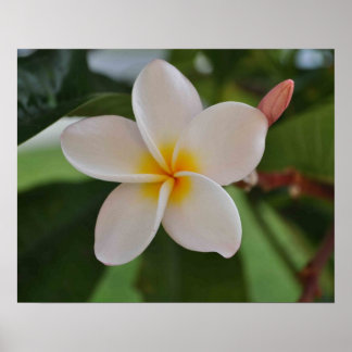 Póster Poster floral de Hawái