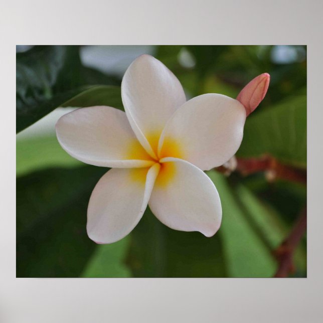 Póster Poster floral de Hawái (Frente)
