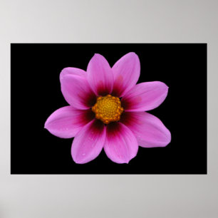 Póster Poster Floral Rosa