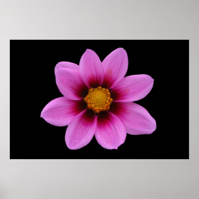 Póster Poster Floral Rosa (Frente)