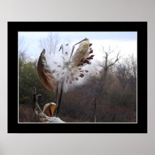Póster Poster floreciente de la vaina del Milkweed