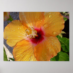 Póster Poster floreciente del hibisco