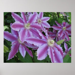 Póster POSTER - flores del Clematis en primavera en Reino
