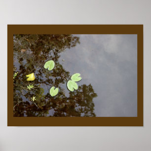 Póster Poster flotante de Waterlilies