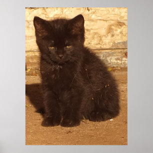 Póster Poster Fluffy Black Kitten