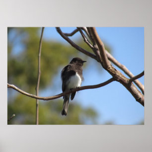 Póster Poster - Flycatcher