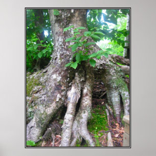 Póster Poster forestal
