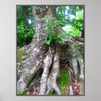 Póster Poster forestal