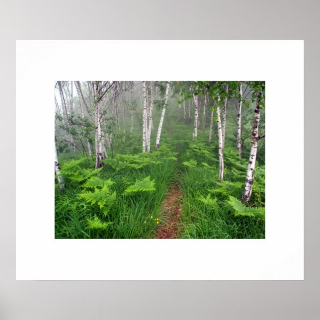 Póster Poster forestal (Frente)