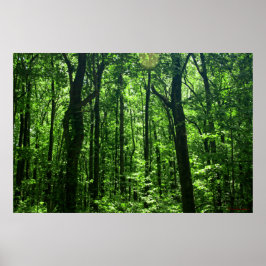 Póster Poster forestal #6182