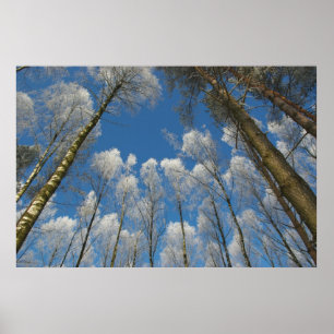 Póster Poster forestal congelado