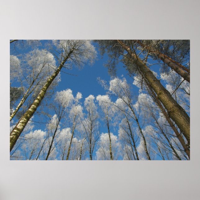 Póster Poster forestal congelado (Frente)