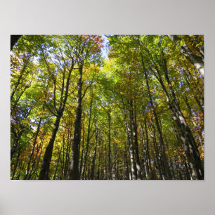Póster Poster forestal de Bieszczady