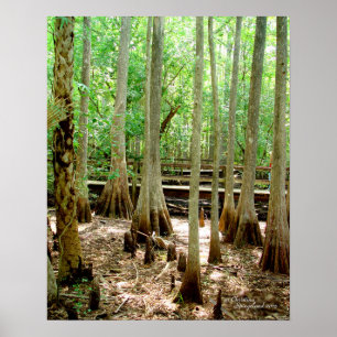 Póster Poster Forestal de cipreses de cipreses de ciprese
