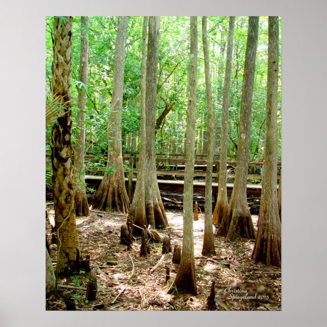 Póster Poster Forestal de cipreses de cipreses de ciprese (Frente)