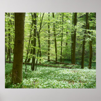 Póster poster forestal tranquilo