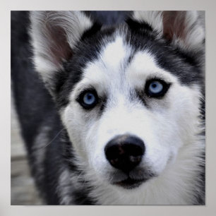 Póster Poster fornido del perrito