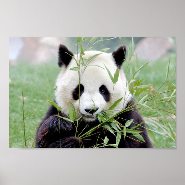 Póster Poster Foto gigante panda , animales 0333. (Frente)