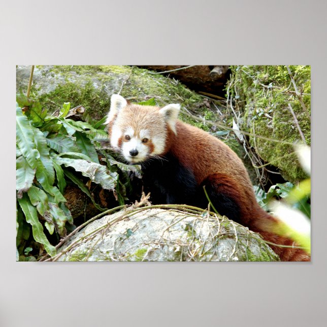 Póster Poster Foto panda roja , animales 0507. (Frente)